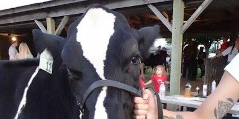 4H Dairy Show