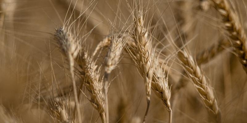 Grain, Hay & Field Crops