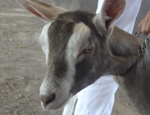 4H Goat Show