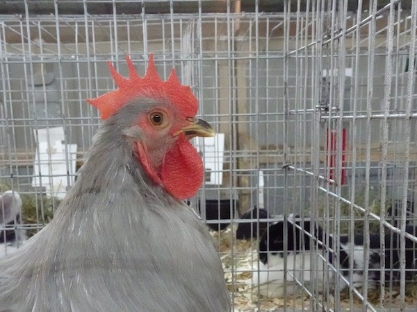 4H Poultry Show